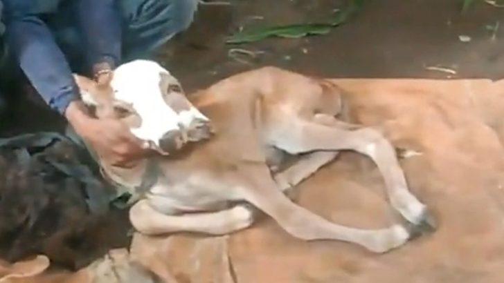 Endonezya’da dünyaya gelen çift başlı buzağı görenleri şaşırttı G5