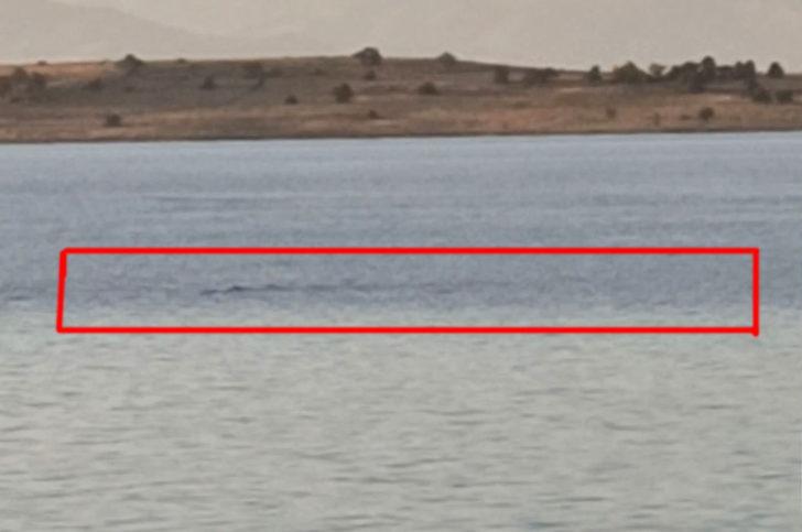 Van Gölü'nde gördüler! Sırtı dikenli ve hızlı hareket ediyor G5