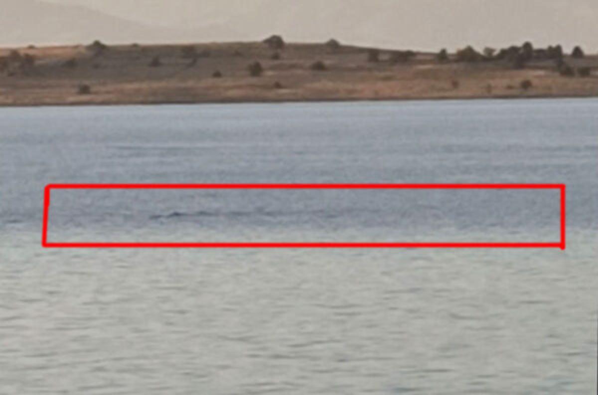 Van G&ouml;l&uuml;'nde g&ouml;rd&uuml;ler! Sırtı dikenli ve hızlı hareket ediyor