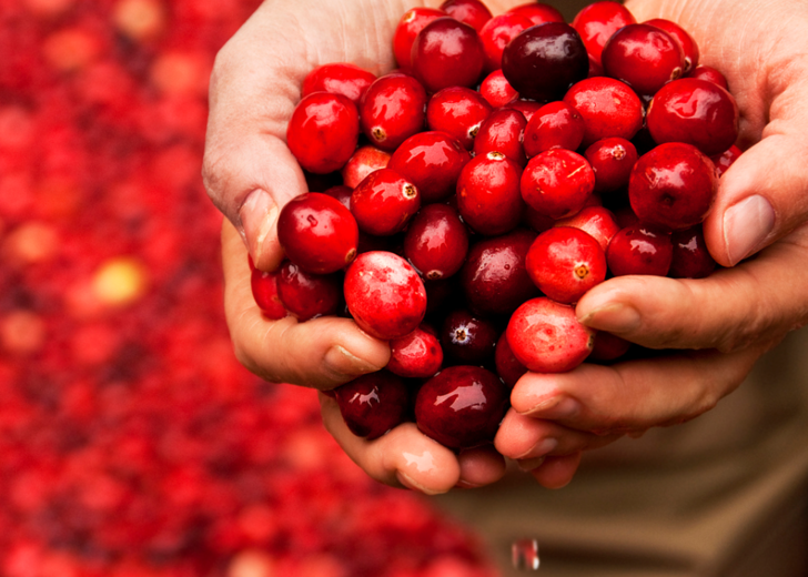 Turna Yemisi Nerede Satilir