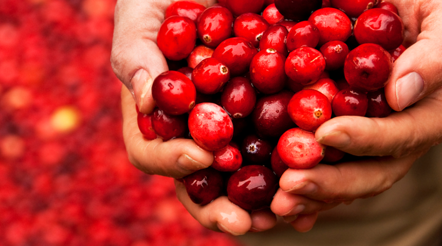 Turna yemişinin faydaları nelerdir? Hangi hastalıklara iyi gelir? Nasıl yenir?