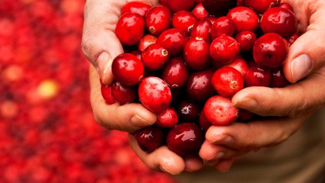 Turna yemişinin faydaları nelerdir? Hangi hastalıklara iyi gelir? Nasıl yenir?