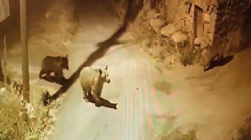 K&ouml;y halkı tedirgin! 4 ayı b&ouml;yle g&ouml;r&uuml;nt&uuml;lendi