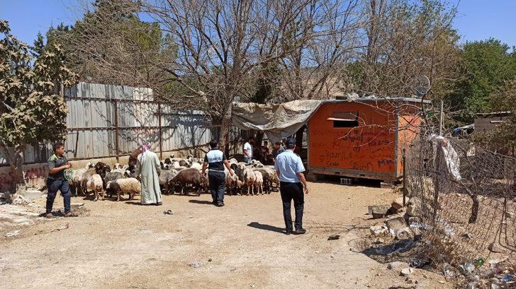 Çevreyi kirleten besiciler şehir dışına çıkarıldı G1