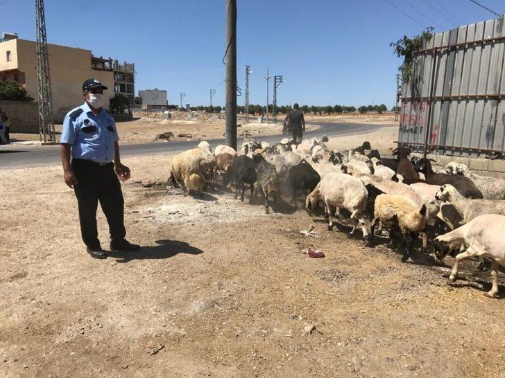 Çevreyi kirleten besiciler şehir dışına çıkarıldı G2