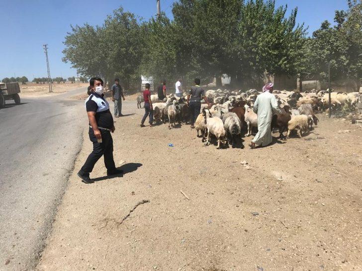 Çevreyi kirleten besiciler şehir dışına çıkarıldı G3