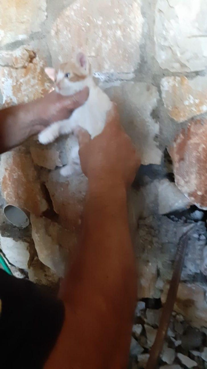 Yavru kedi için seferber oldular G2