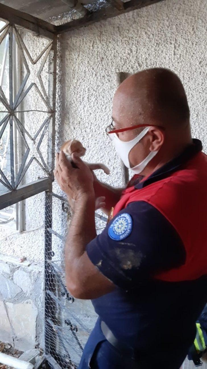 Yavru kedi için seferber oldular G3