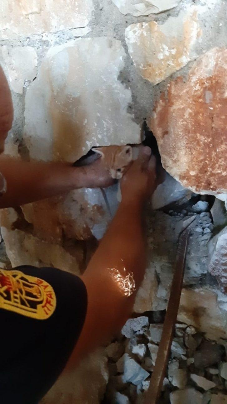 Yavru kedi için seferber oldular G4