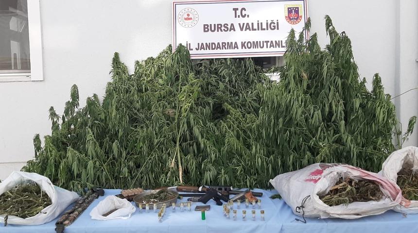 Jandarmadan b&uuml;y&uuml;k operasyon: Binlerce k&ouml;k hint keneviri ele ge&ccedil;irildi