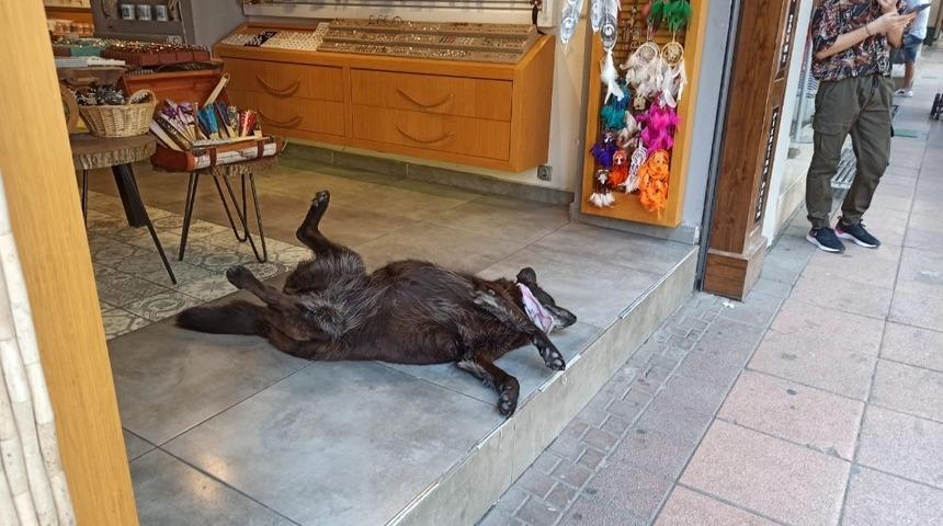 Klima altında serinleyen k&ouml;peğin g&uuml;lemseten keyfi