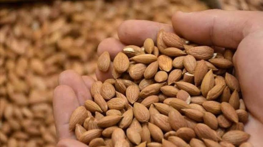 Kayısı çekirdeğinin ‘Güvenli Bitkiler’ listesinde