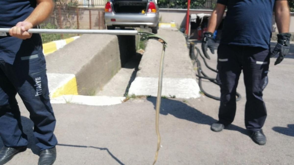 Kediden ka&ccedil;tı, ortalığı birbirine kattı! Vatandaşların yılanla imtihanı