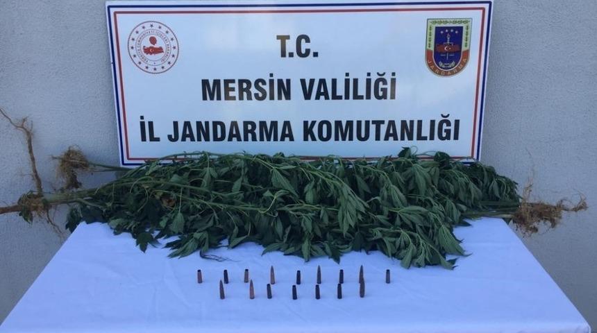 Evin bah&ccedil;esinde 13 k&ouml;k kenevir ele ge&ccedil;irildi