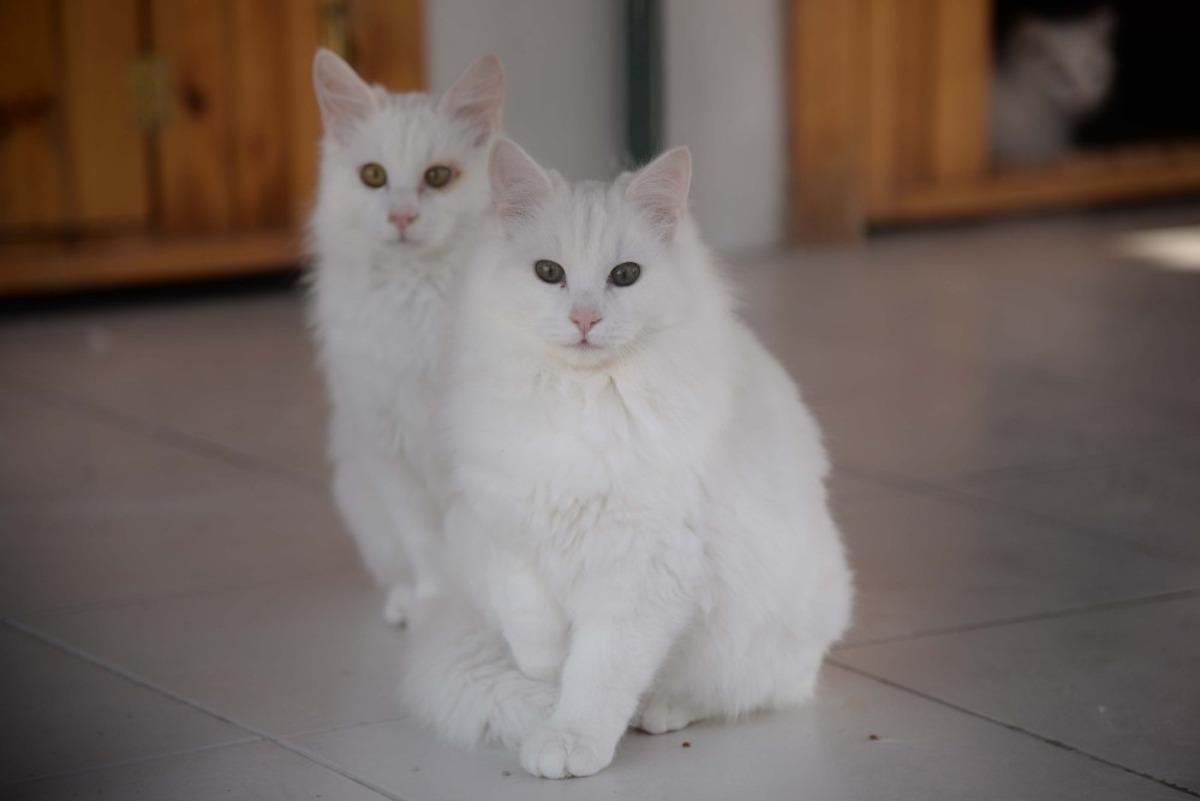 Sevimli dostlara sıcak bir yuva