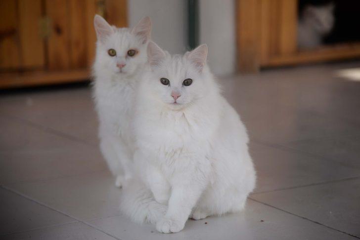 Sevimli dostlara sıcak bir yuva G1