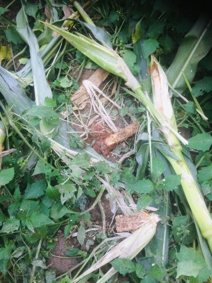 Mısır üreticilerinin domuz nöbeti G1