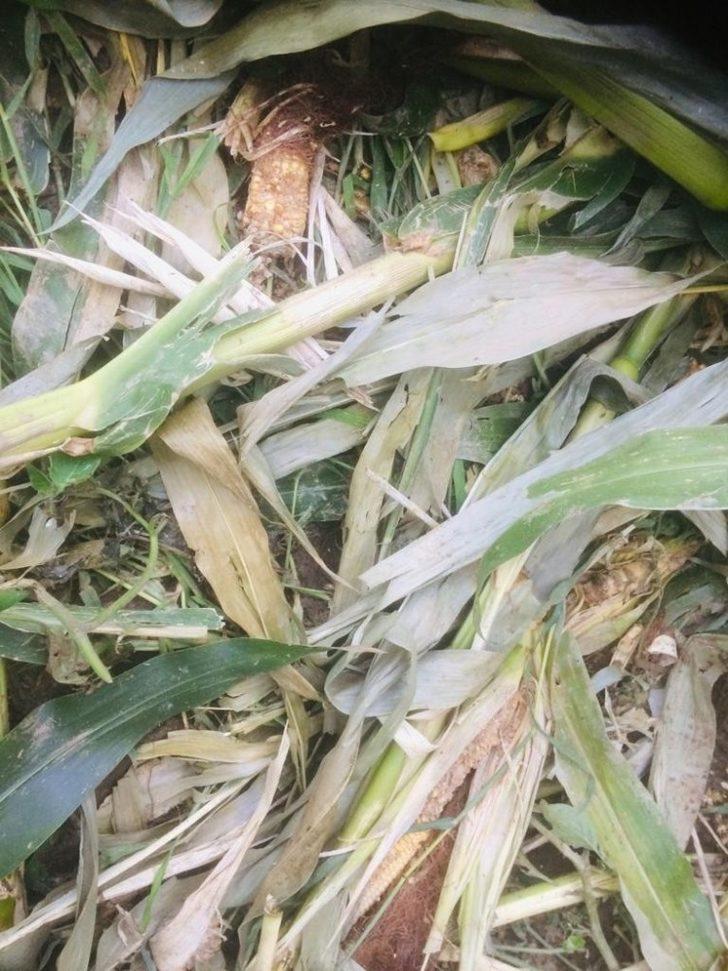 Mısır üreticilerinin domuz nöbeti G2