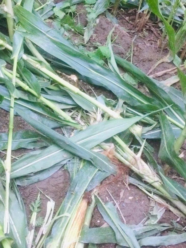 Mısır üreticilerinin domuz nöbeti G3