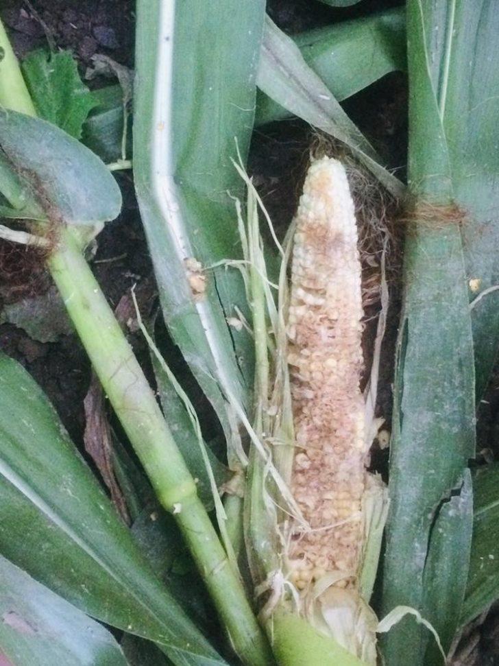 Mısır üreticilerinin domuz nöbeti G4