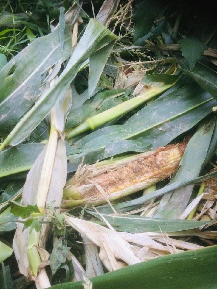 Mısır üreticilerinin domuz nöbeti G5