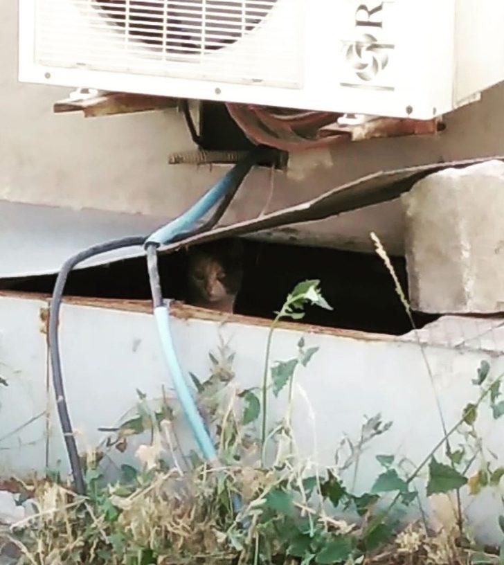 Mahsur kalan yavru kediler kurtarıldı G5