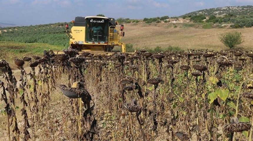 Osmaniye&rsquo;de ay&ccedil;i&ccedil;eğinde bu yıl 18 bin ton verim bekleniyor
