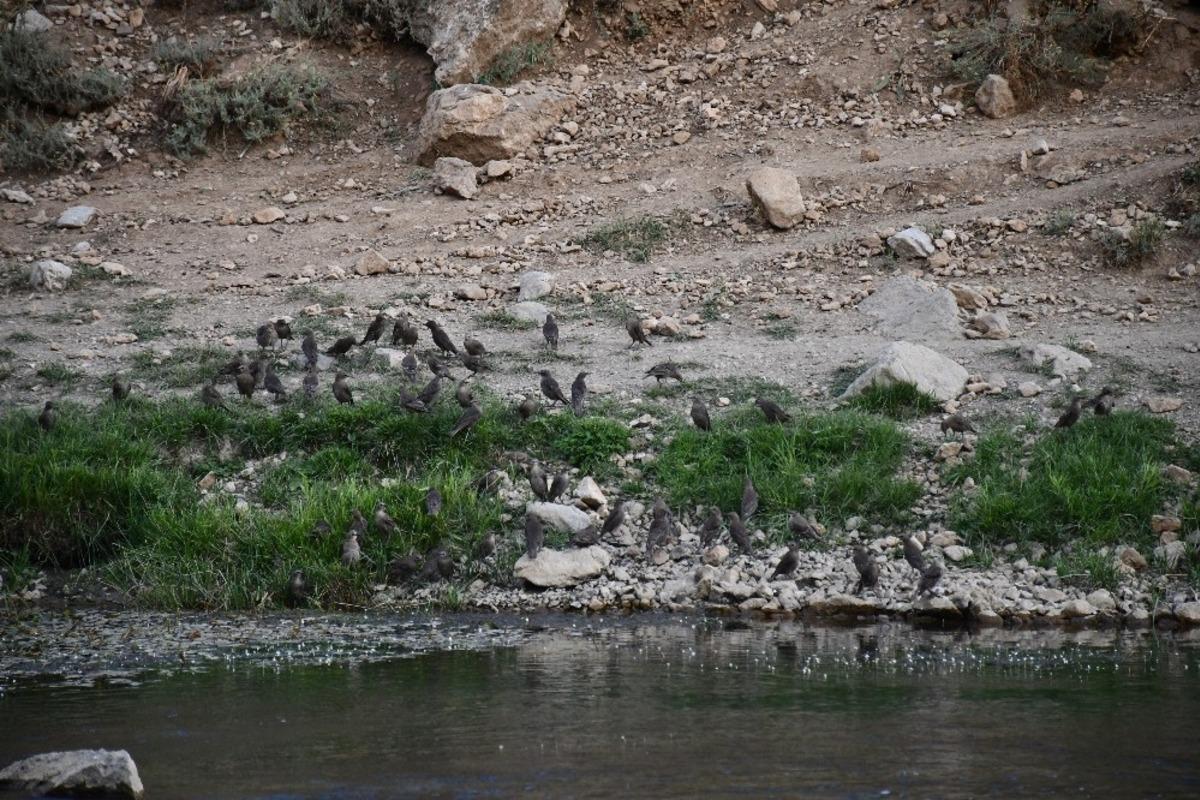 Sıcaktan bunalan kuşlar derede serinledi