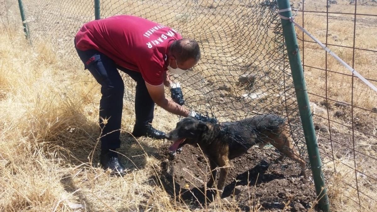 Diyarbakır&rsquo;da mahsur kalan k&ouml;peği itfaiye ekipleri kurtardı