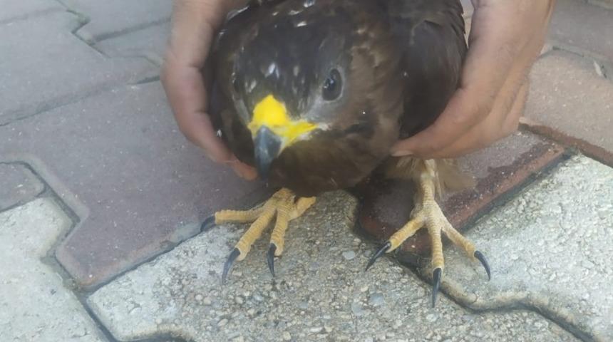 Yaralı bulunan şahin tedavi altına alındı