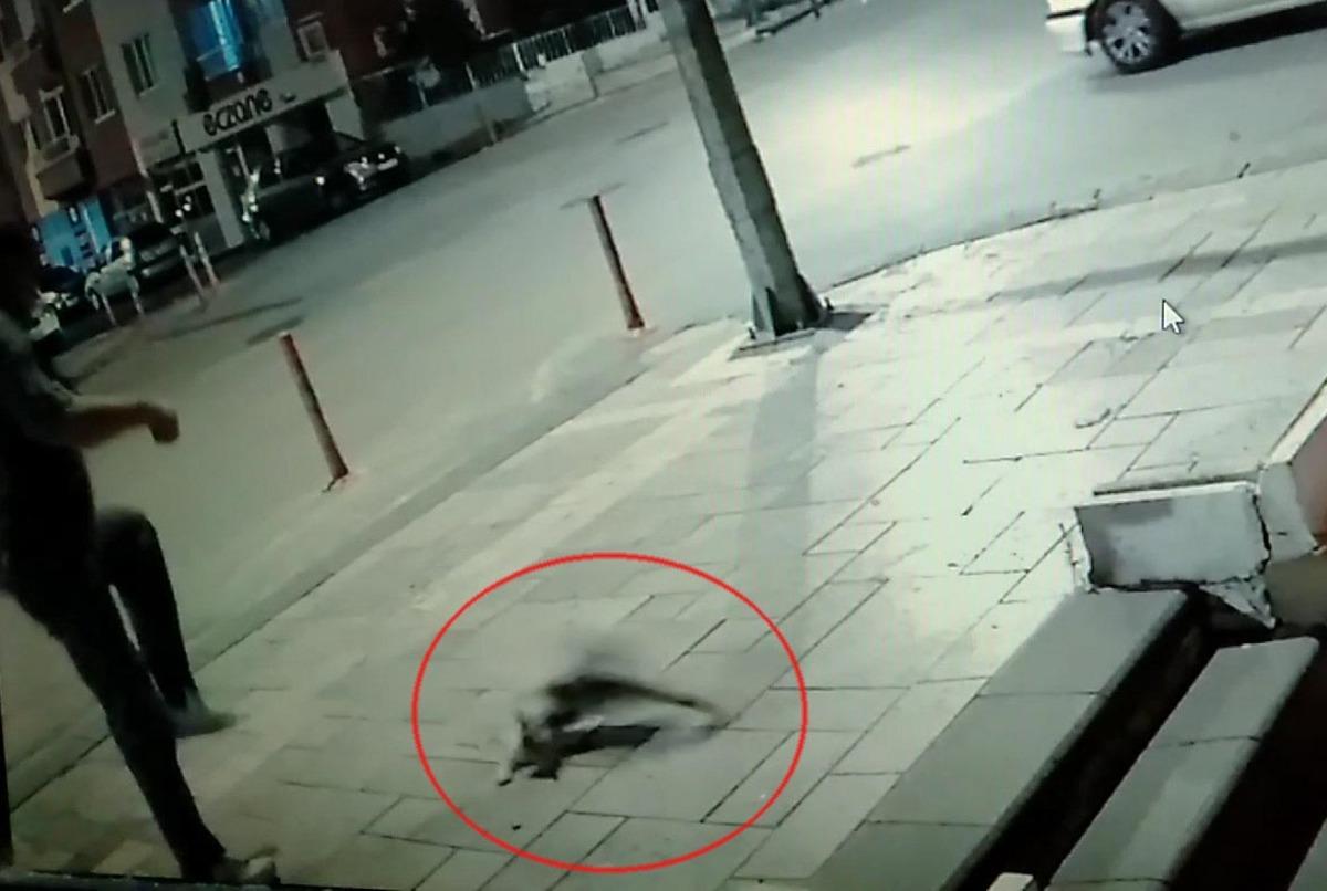 Marketteki sucuğu yiyince... Sokak kedisini b&ouml;yle tekmeledi