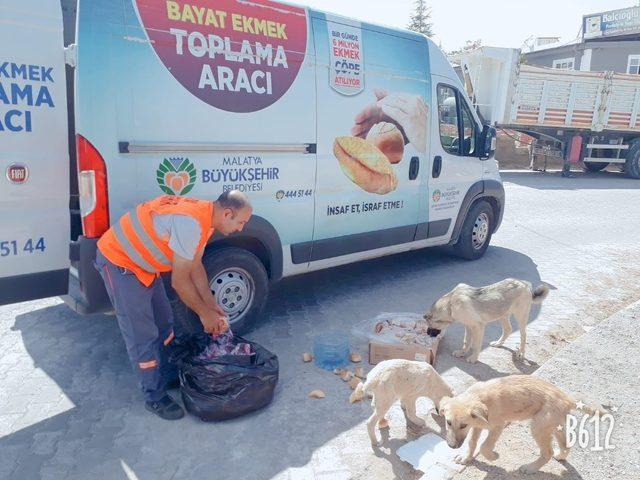 Büyükşehir Belediyesi sokak hayvanlarını unutmuyor