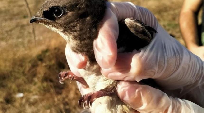 Tedavisi tamamlanan ebabil kuşu doğaya salındı