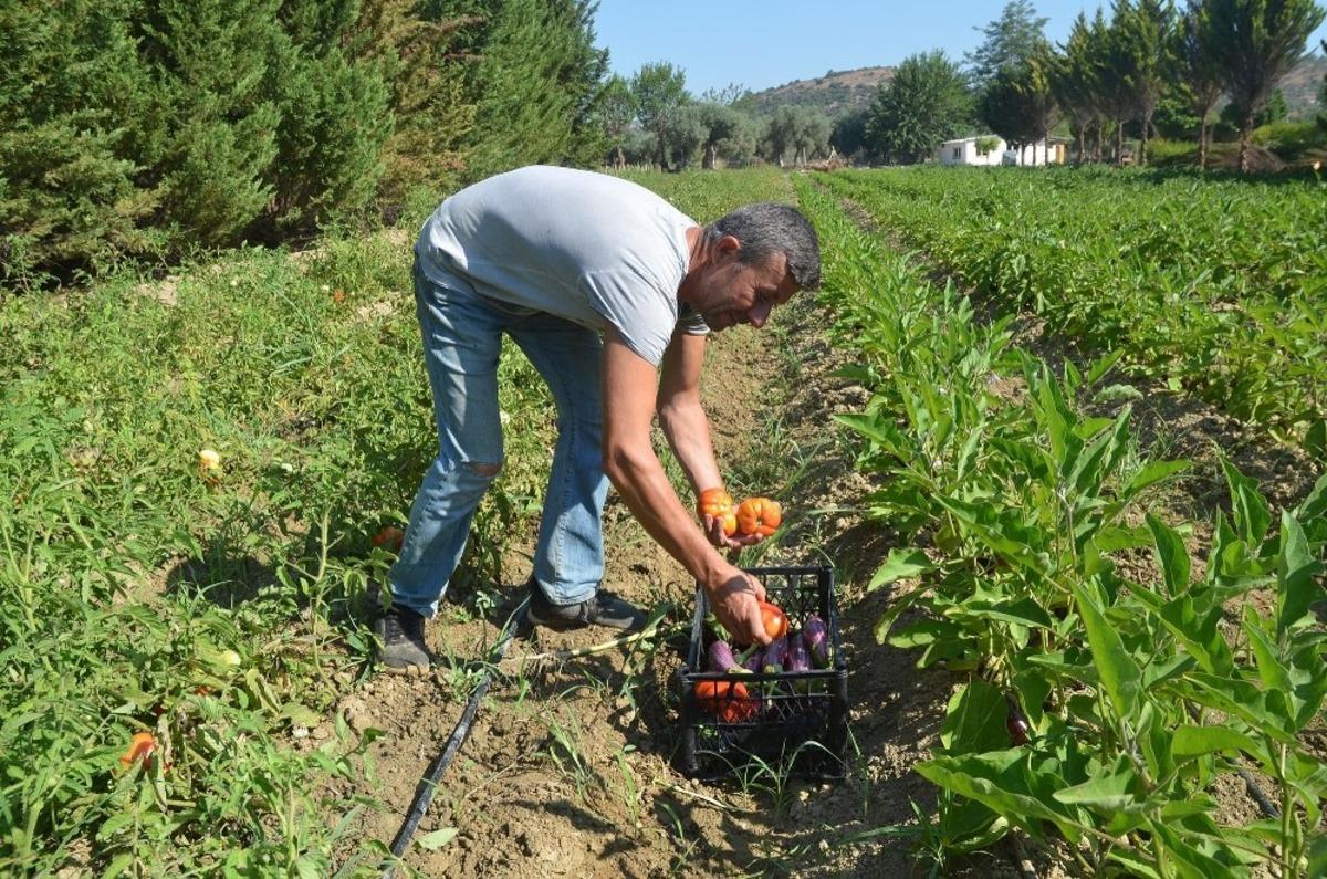Kuşadası&rsquo;nda Adabah&ccedil;e&rsquo;de hasat heyecanı