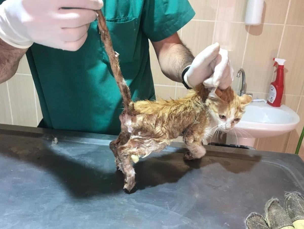 Adıyaman Belediyesi sokak canlılarını sahipsiz bırakmıyor