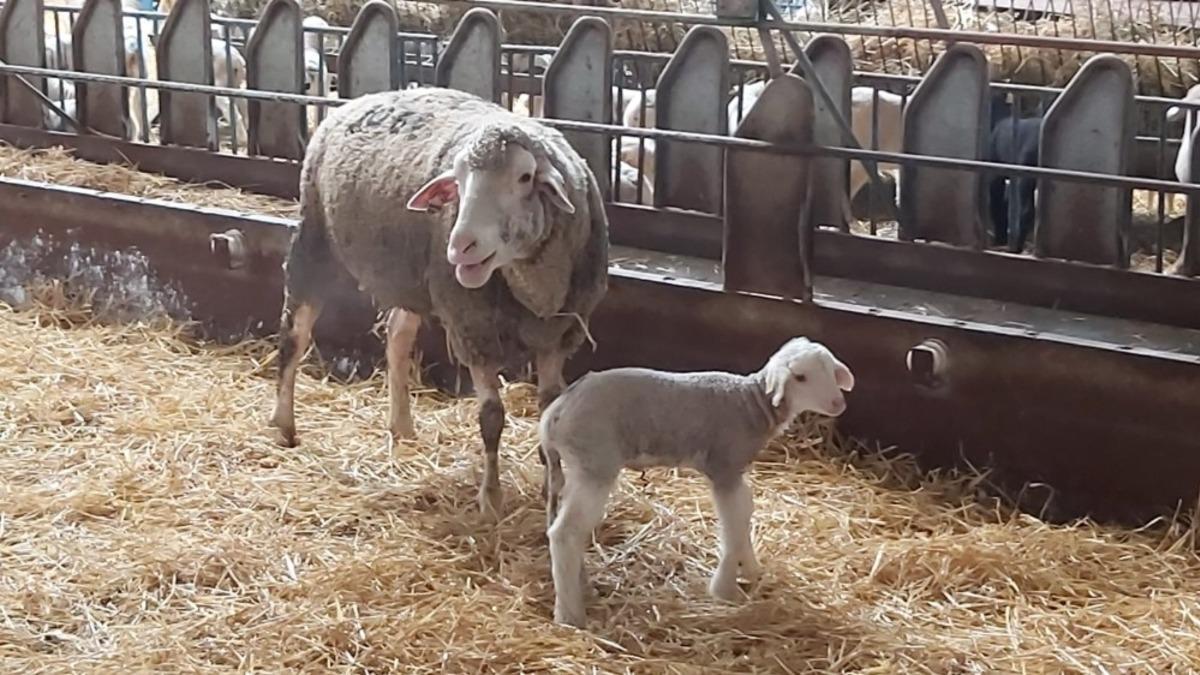 Balıkesir Kuzusu i&ccedil;in &rsquo;Damızlık Merkezleri&rsquo; kuruluyor
