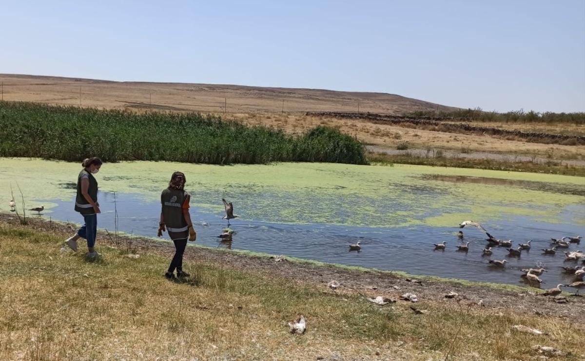 Van&lsquo;daki martı &ouml;l&uuml;mleri