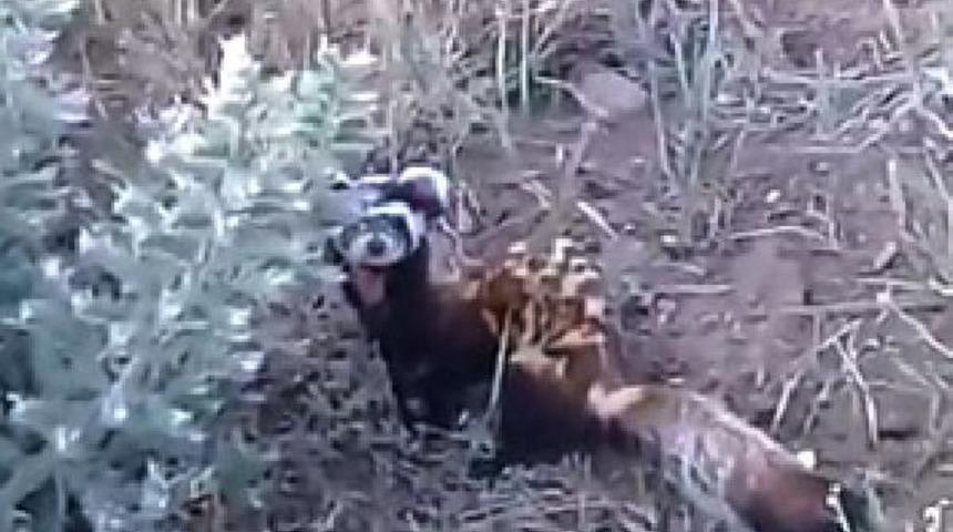 Sivas'ta nesli tükenmekte olan alaca sansar görüntülendi