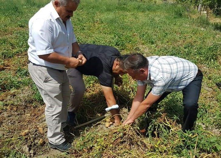 Çorum’da patates hasadı başladı G3