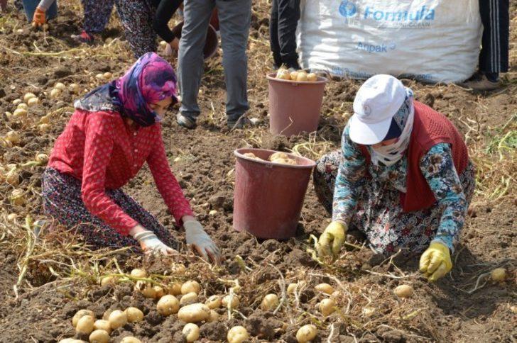 Çorum’da patates hasadı başladı G4