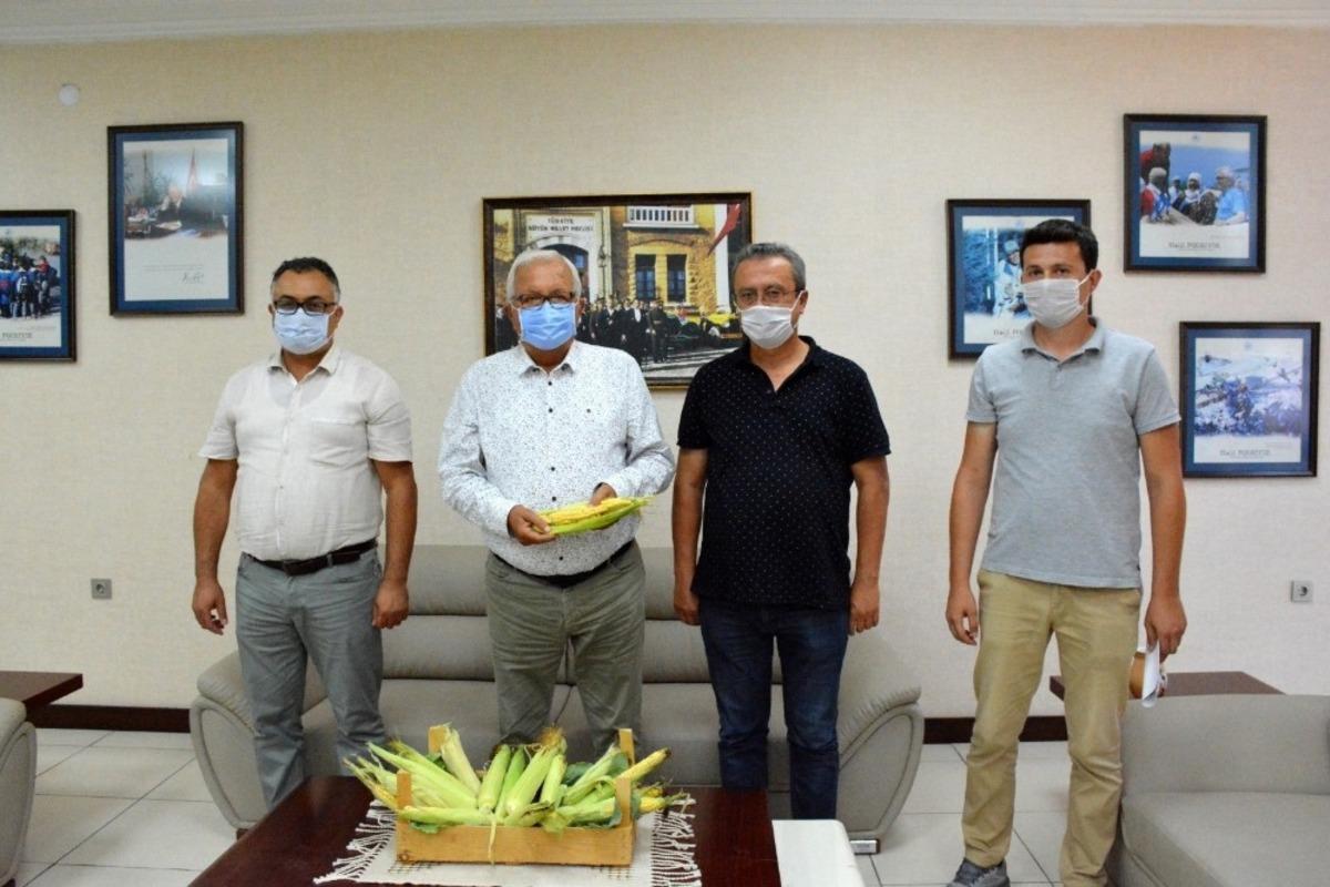 Ata tohumundan &uuml;retilen mısırların ilk hasadı yapılıyor