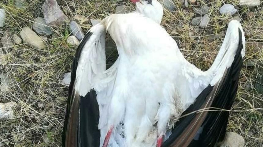 Hatay'da göç yolundaki leylekleri vurdular
