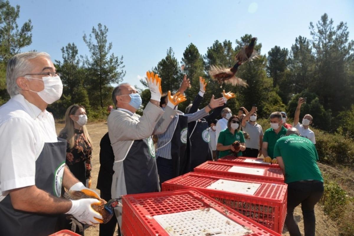 Yalova&rsquo;da bin adet s&uuml;l&uuml;n doğayla buluştu