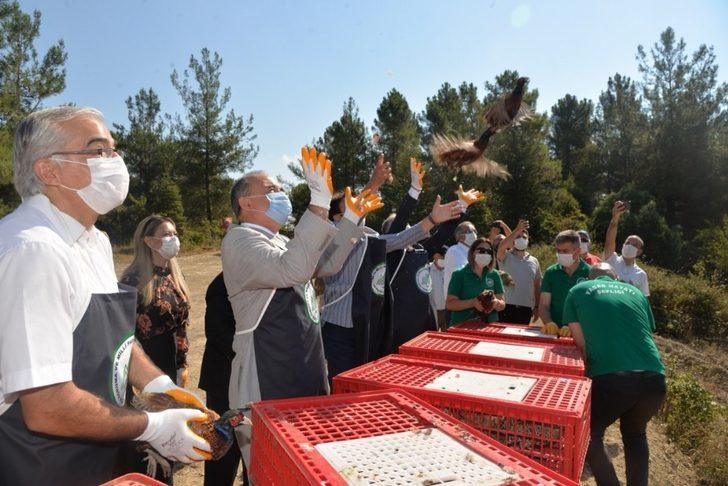 Yalova’da bin adet sülün doğayla buluştu G1