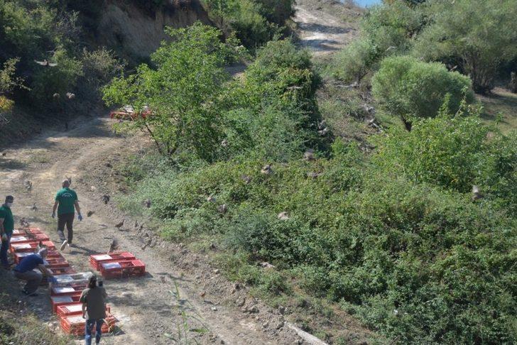 Yalova’da bin adet sülün doğayla buluştu G2