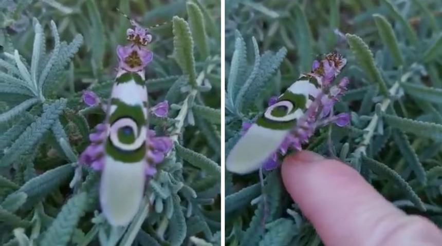 Bu inanılmaz böcek, yürüyen bir çiçek gibi görünüyor