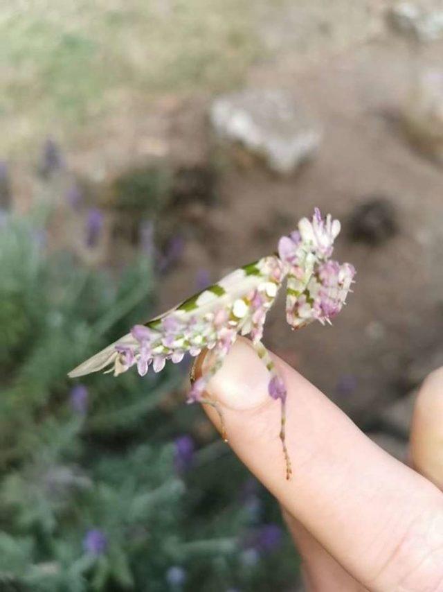 2-beautiful-flower-mantis-bug-margaret-neville-3-5d91ff1a53c36__700