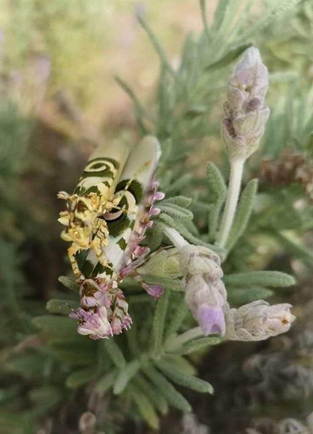 4-beautiful-flower-mantis-bug-margaret-neville-4-5d91ff1c51df2__700
