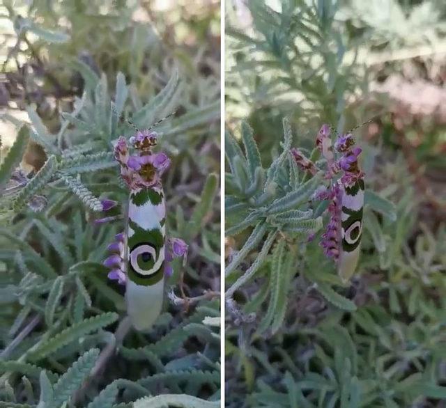 5-beautiful-flower-mantis-bug-margaret-neville-5d9200545907a__700