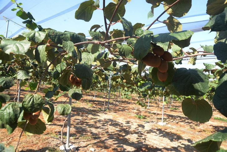  38 rakımda kivi üretti, 'olmaz denileni oldurduk' dedi G4